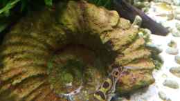 aquarium-von-bermuda-3eck-kugelfisch-oase_Unser 8er beim Schnecken fressen