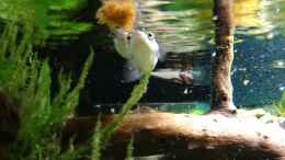 aquarium-von-bermuda-3eck-kugelfisch-oase_Beim fressen.... 