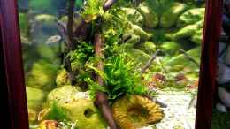 aquarium-von-bermuda-3eck-kugelfisch-oase_