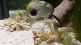 aquarium-von-bermuda-3eck-kugelfisch-oase_Das erste Foto vom 8er
