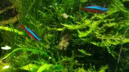 aquarium-von-bermuda-3eck-blue-hole_Neons... 