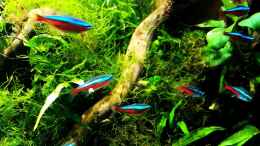 aquarium-von-bermuda-3eck-blue-hole_