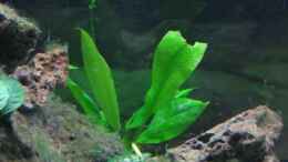 aquarium-von-michael-haeberle--jane-lindenlaub-becken-4210_Echinodorus bleheri mit Anubias barteri nana