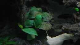 aquarium-von-michael-haeberle--jane-lindenlaub-becken-4210_Anubias barteri nana auf dem rechten Stein