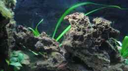 aquarium-von-michael-haeberle--jane-lindenlaub-becken-4210_Becken rechts