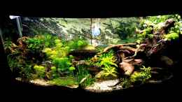 aquarium-von-sven-schaefer-wald-lichtung_Es wächst
