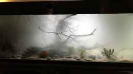 aquarium-von-namo-wohnzimmertraum_Wasser drin- Nebel da
