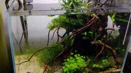 aquarium-von-julia-s--grown-out-roots_23.10.2020 - Grown Out Roots