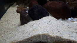 aquarium-von-miketsch-mbuna---low-energy_Schicker Mineral Sand beige
