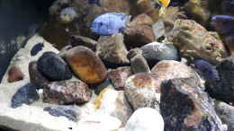 aquarium-von-miketsch-mbuna---low-energy_Hybriden im Hintergrund