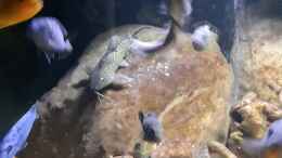 aquarium-von-miketsch-mbuna---low-energy_Synodontis 