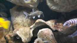 aquarium-von-miketsch-mbuna---low-energy_Synodontis ...?...