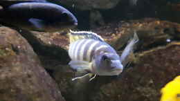 aquarium-von-miketsch-mbuna---low-energy_Labidochromis sp. mbamba