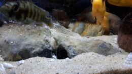 aquarium-von-miketsch-mbuna---low-energy_durchschwimmbare Steine