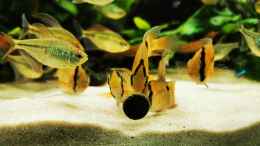 Aquarium einrichten mit Cleithracara maronii 