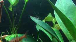 aquarium-von-herkla-wurzeln--anubien-und-killifische-aufgeloest_27.03.2020 eine der 5 Desmocaris trispinosa auf Anubiasblatt