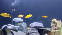 aquarium-von-ingo-weyer-eheim-incpiria-530_