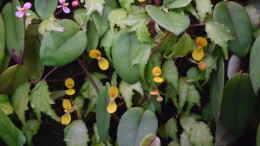 Foto mit Begonia prismatocarpa