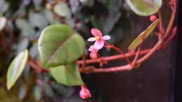 Foto mit Begonia schulzii