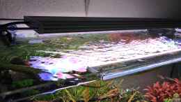 Aquarium einrichten mit Chihiros WRGB 60 cm