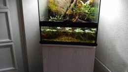 aquarium-von-aquariumwelt-asiatisches-dickicht--nur-noch-als-beispiel-_Terrarium mit Unterschrank