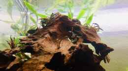 aquarium-von-paule-s-beckenbauer-hide-amp--seek-asia-pond_frisch bepflanzte Moorkienwurzel mit gefiedertem Wasserfreun