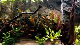 aquarium-von-bluezone-krabi-thailand-becken_Trigonostigma Espei