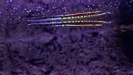aquarium-von-bluezone-krabi-thailand-becken_Hemirhamphodon tengah im Abendlicht 