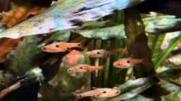 aquarium-von-bluezone-krabi-thailand-becken_Boraras maculatus