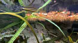Aquarium einrichten mit Hemirhamphodon tengah vor Phyllanthus fluitans