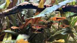 aquarium-von-bluezone-krabi-thailand-becken_Trigonostigma espei mit Boraras maculatus 