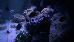 aquarium-von-jean-paul-ambord-malawi-reef-2-0_Seitenansicht