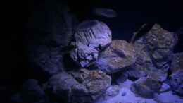 aquarium-von-jean-paul-ambord-malawi-reef-2-0_Normalbeleuchtung