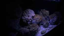 aquarium-von-jean-paul-ambord-malawi-reef-2-0_Ansicht bei normaler Beleuchtung