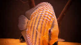aquarium-von-diskusmummy-amazonfire---im-diskusfieber_Nhamunda Symphysodon aequifasciatus semi royal, Largo Turer