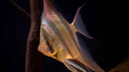 aquarium-von-diskusmummy-amazonfire---im-diskusfieber_Pterophyllum altum, Rio Indirida