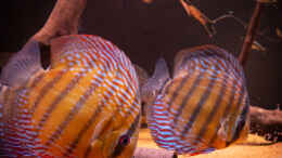 Aquarium einrichten mit Nhamunda Symphysodon aequifasciatus semi royal,