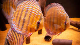 Aquarium einrichten mit Nhamunda Symphysodon aequifasciatus semi royal,