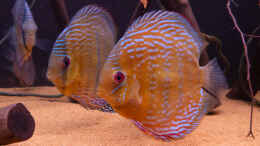 aquarium-von-diskusmummy-amazonfire---im-diskusfieber_Nhamunda brown Discus semi royal, Largo Tureré