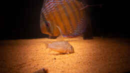 aquarium-von-diskusmummy-amazonfire---im-diskusfieber_Nhamunda Symphysodon aequifasciatus semi royal, Largo Turer