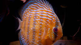 aquarium-von-diskusmummy-amazonfire---im-diskusfieber_Nhamunda brown Discus semi royal, Largo Tureré
