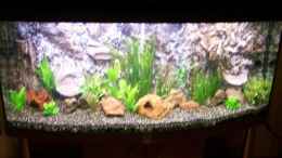 aquarium-von-tobias-hoening-becken-4244_Becken nach 2 Wochen