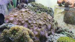 aquarium-von-gizz55-pico-riff_Zoanthus Alien Explosion