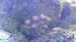 aquarium-von-gizz55-pico-riff_Zoanthus rot