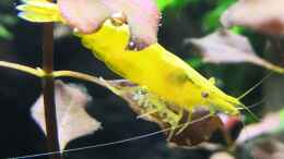 Aquarium einrichten mit Yellow Fire Garnele 