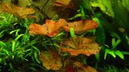 aquarium-von-sabine-stark-becken-4261_Nymphaea lotus var. rubra