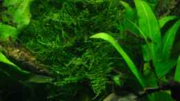 aquarium-von-sabine-stark-becken-4261_Taxiphyllum alternans