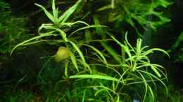 Aquarium einrichten mit Pogostemon stellatus klein