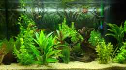 aquarium-von-ameisenalex-fernseher_Pflanzenwachstum setzt an (15.06.2020)