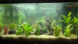aquarium-von-ameisenalex-fernseher_Tag der Pflanzenankunft! (10.06.2020)